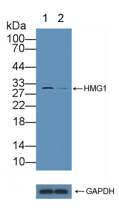 12097