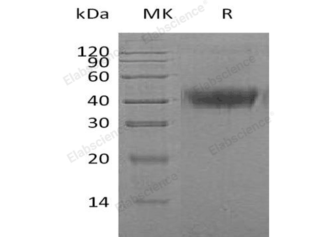 Валидация Elabscience PKSH032741(3168)