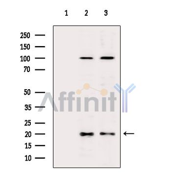 Валидация Affinity DF3654 - 14643