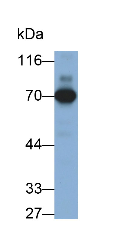 32057
