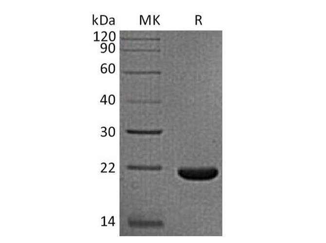 Валидация Elabscience PKSQ050072(5441)