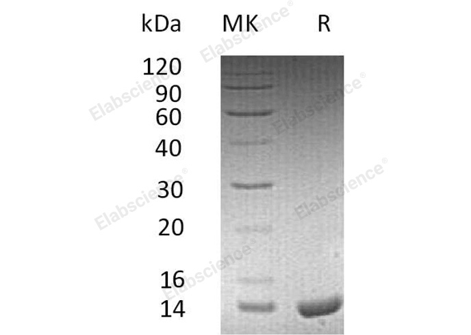 Валидация Elabscience PKSH032084(2632)