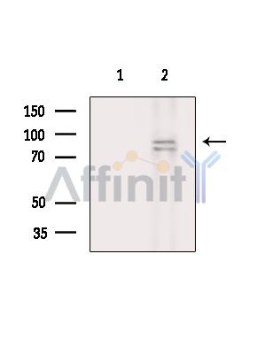 Валидация Affinity DF15924 - 12437