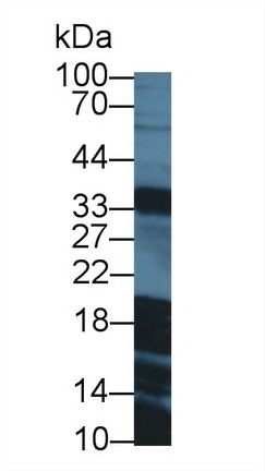 8545