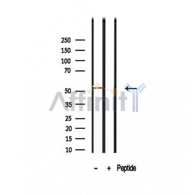 Валидация Affinity DF12474 - 7027