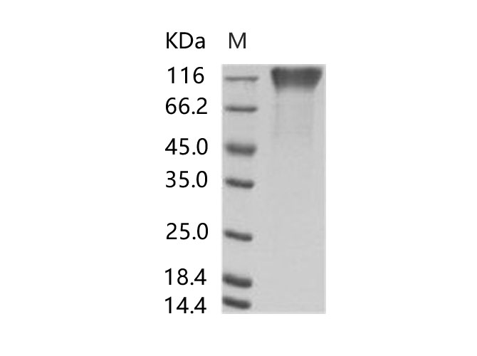 Валидация Elabscience PKSV030144(5921)