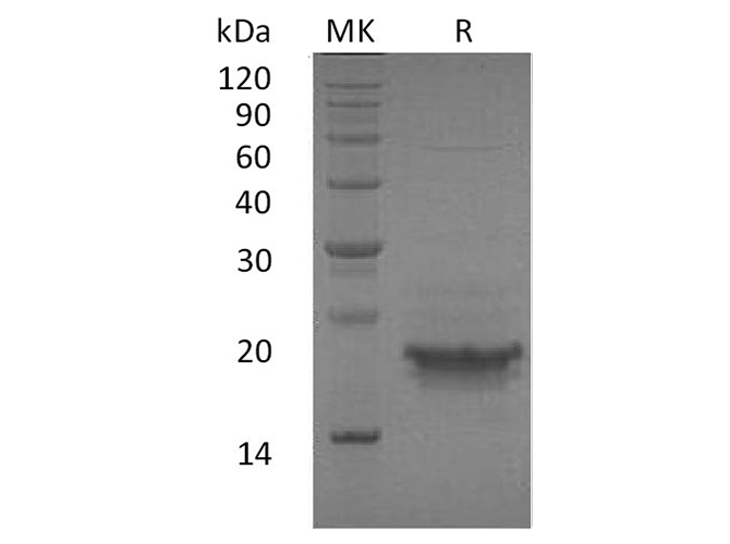 Валидация Elabscience PKSH033388(3718)