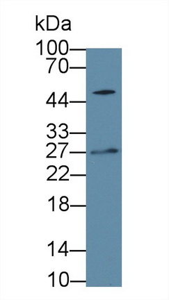 59119