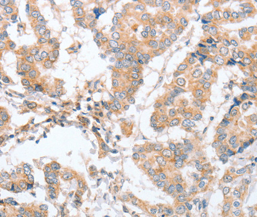 Валидация Elabscience E-AB-10525