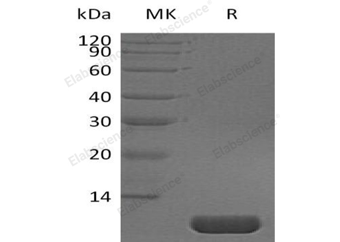 Валидация Elabscience PKSH032941(3334)