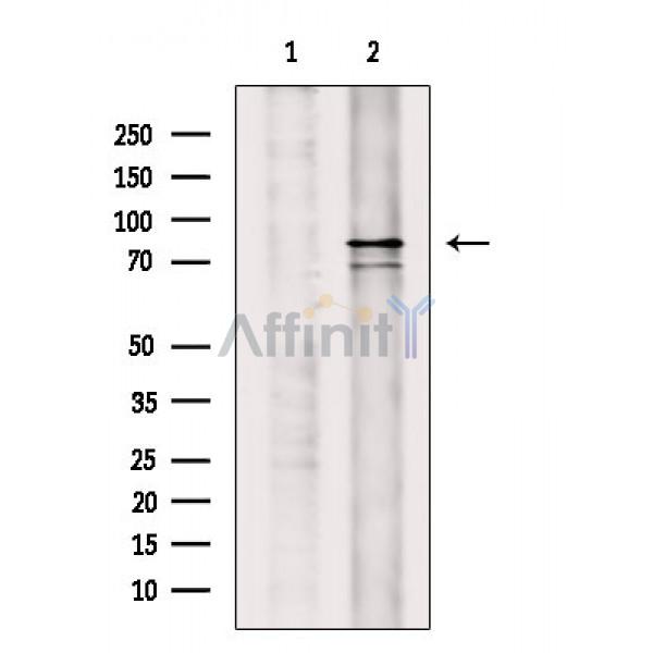 Валидация Affinity AF6784 - 4027