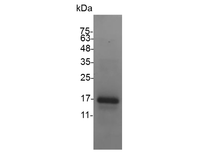 Валидация Elabscience PKSM040997(4934)