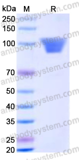 EHN57001, SDS-PAGE