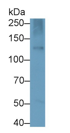 26080