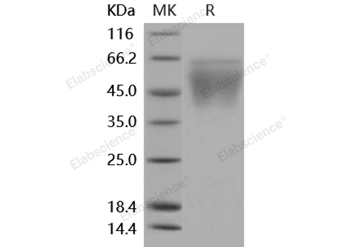 Валидация Elabscience PKSM040944(4884)