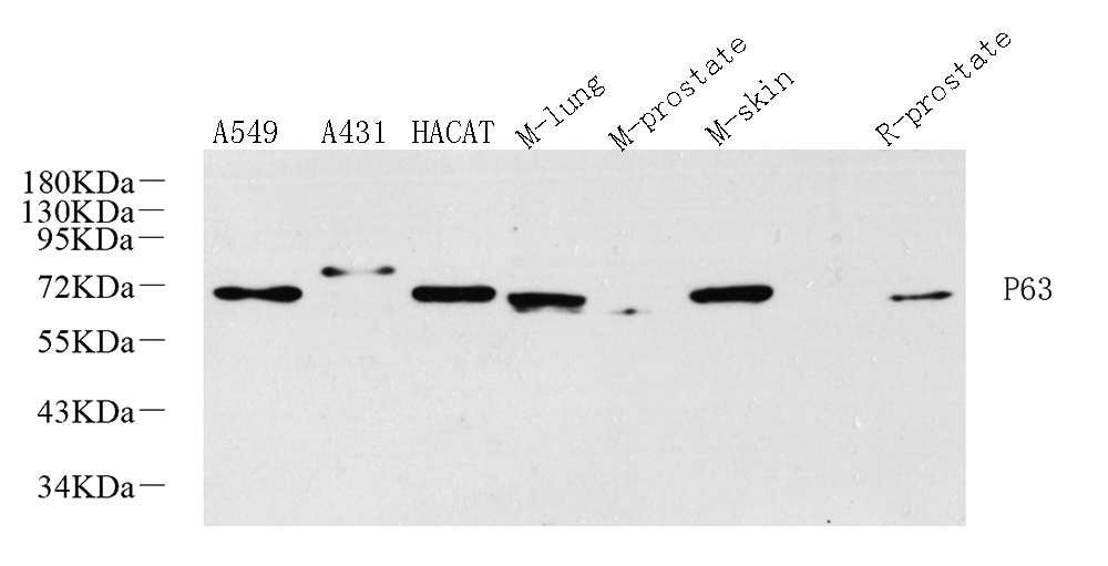 Валидация Elabscience E-AB-70281
