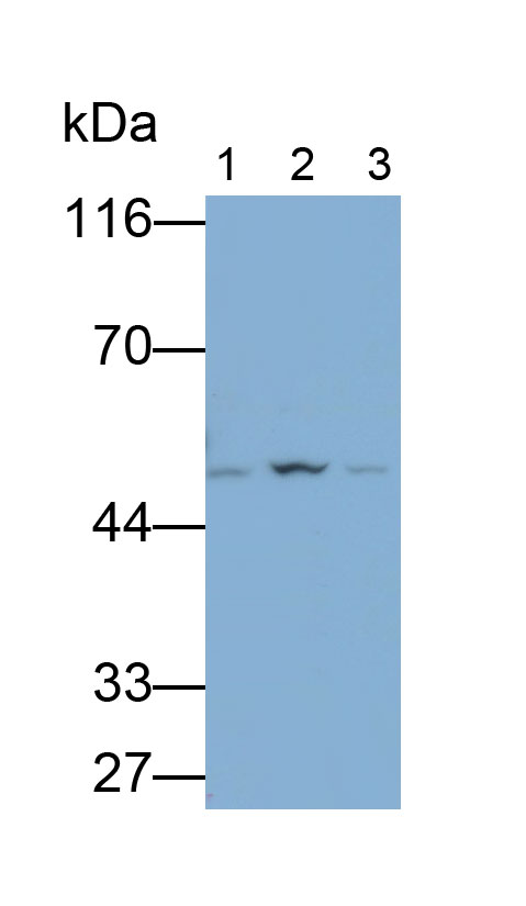 31657