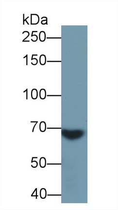 949