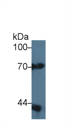 12279