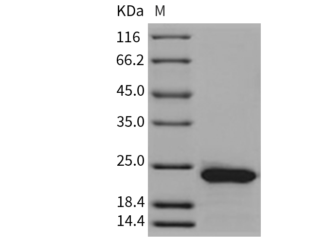 Валидация Elabscience PKSR030408(5743)