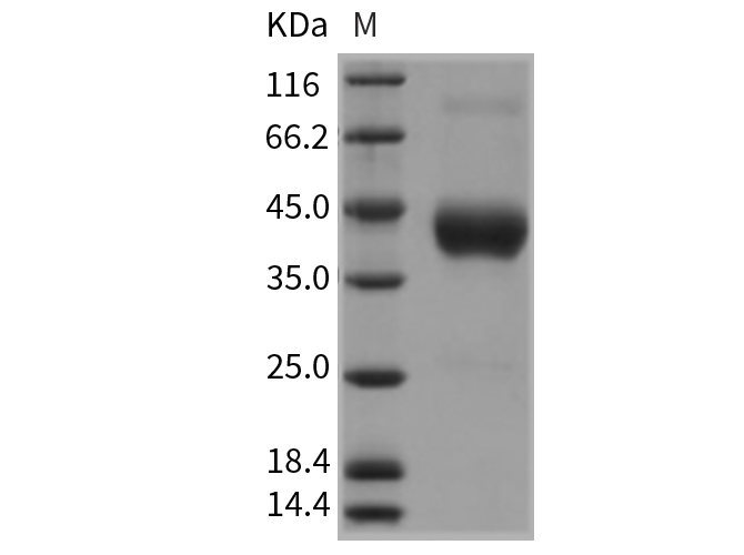 Валидация Elabscience PKSR030404(5740)