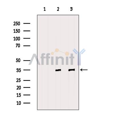 Валидация Affinity DF6270 - 17568