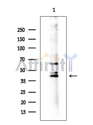 Валидация Affinity DF4956 - 16791
