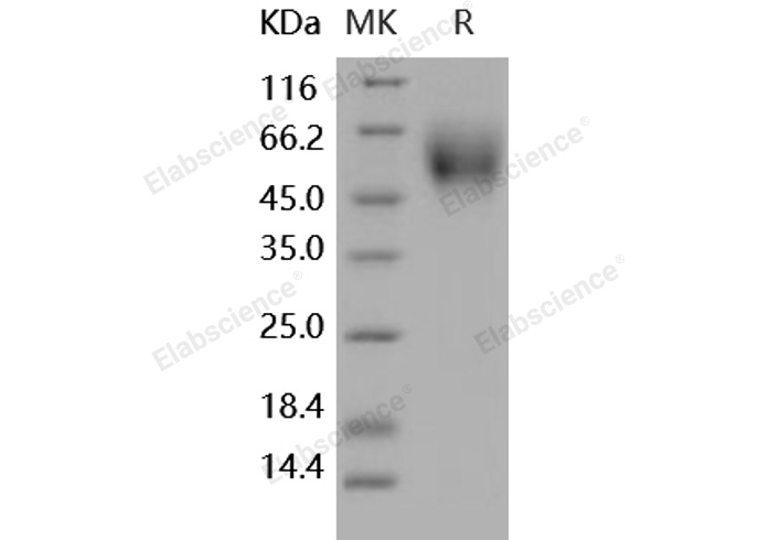 Валидация Elabscience PKSH031800(2433)