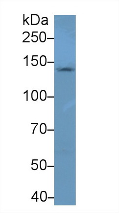 13329
