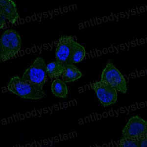 Валидация IF - AntibodySystem RHH56001