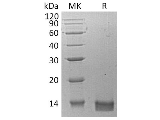 Валидация Elabscience PKSH032298(2798)