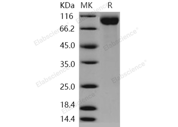 Валидация Elabscience PKSH030957(1777)