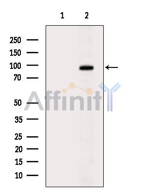 Валидация Affinity DF7348 - 19055