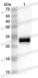 Валидация AntibodySystem PHB49401