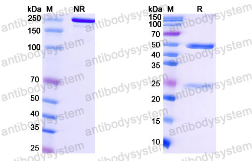 Валидация SDS-PAGE - AntibodySystem FHK17910