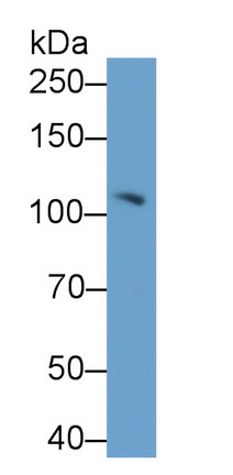 8987