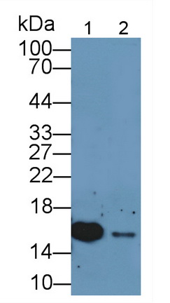 17681