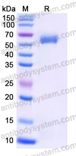 EHE14003, SDS-PAGE