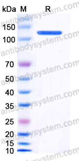 EHE25701, SDS-PAGE