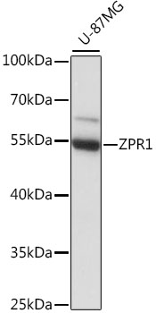 Валидация Elabscience E-AB-91268