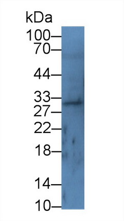 9626