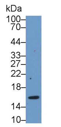 20469