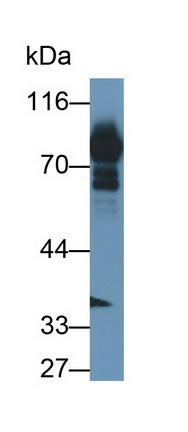 13096