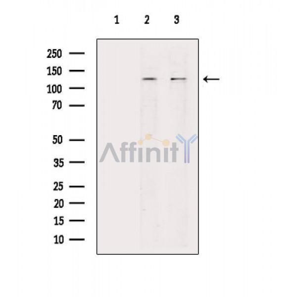 Валидация Affinity DF6596 - 18043