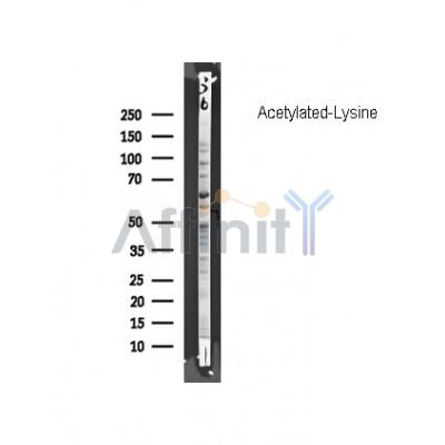Валидация Affinity DF7729 - 19521