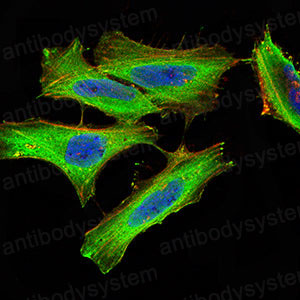 Валидация IF - AntibodySystem RHC06302 (258)