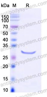 EHD71201, SDS-PAGE