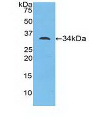 36272
