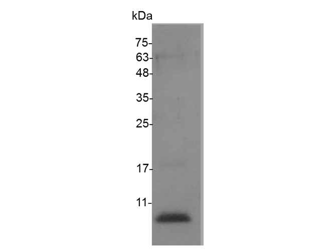 Валидация Elabscience PKSM040993(4930)
