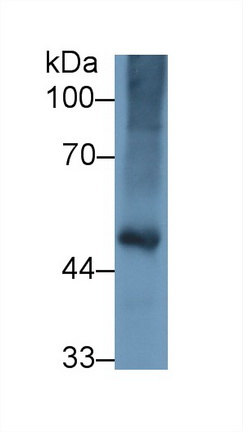 9676